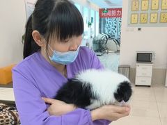 -北京观赏动物医院·24小时大型综合·猫专科·异宠专科