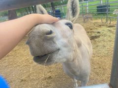 -北京群众马术培训基地