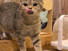 -猫色咖啡·猫咖