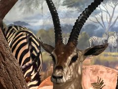 -陕西自然博物馆