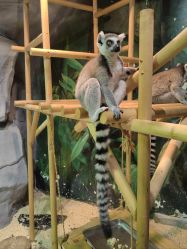 -Zoolung Zoolung动物主题公园(海信广场店)