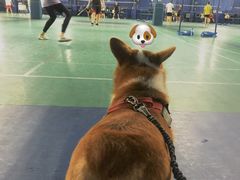 -V7动力羽毛球会馆