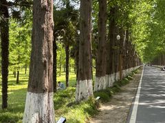 -黄海国家森林公园