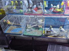 -中环花鸟鱼虫市场