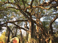 -瑞丽独树成林风景区