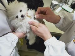 -米苏动物医院·犬猫专科·骨科外科内窥镜