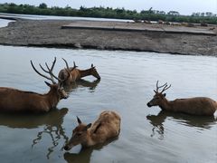 -宁波杭州湾国家湿地公园