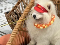-星多哈·狗咖·拼豆·咖啡