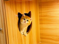 -猫十亿·布偶金渐层·曼基康矮脚猫舍(青年路店)