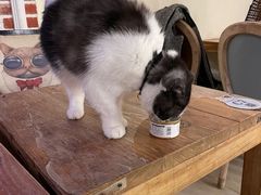 -猫小院猫主题餐厅(南锣旗舰店)