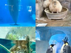 -海合安成都极地海洋公园