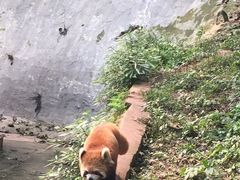 -成都大熊猫繁育研究基地