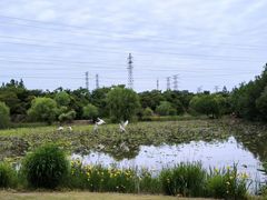 -上海长兴岛郊野公园