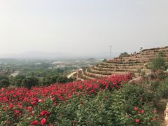 -密云玫瑰情园