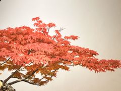 -万豪中餐厅·粤菜·北京粤财JW万豪酒店