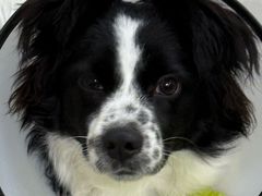 -宠颐生猫科·内科皮肤科(西平世纪城店)