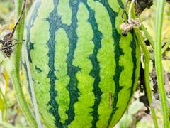 -庞各庄翠芳园西瓜蔬菜基地采摘园