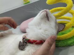 -糯米喵星人·撸猫猫舍咖啡馆(西市场嘉华店)