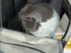-安安宠医宠物医院·异宠·犬猫内科(岳阳分院)