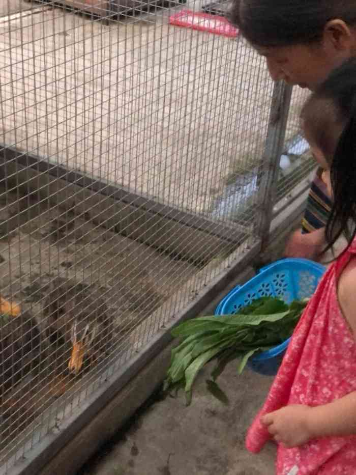 太空梦幻农场(大渡口万达广场店)-"太空梦幻农场有小孩的更要去,环境