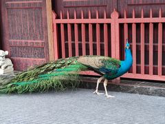 -都江堰普照寺