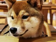 -柴务处·柴犬主题狗咖