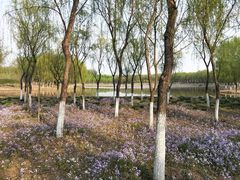 -东郊湿地公园