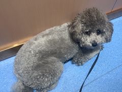 -天使宠物医院·犬猫分诊(彩虹店)