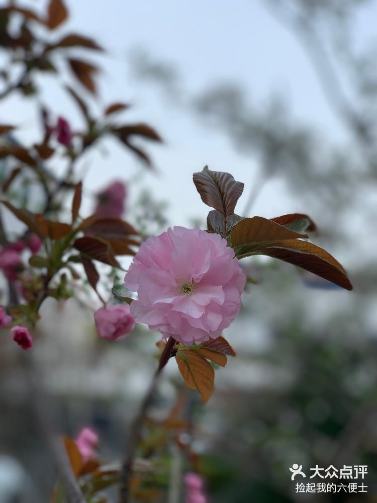 重瓣樱花图片大全图片