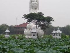 -荷塘月色湿地公园·向阳花洲
