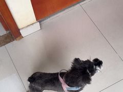 -艾贝尔宠物医院 ·内科全科(梁溪路店)