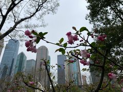 -陆家嘴中心绿地