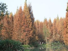 -桤木河湿地公园