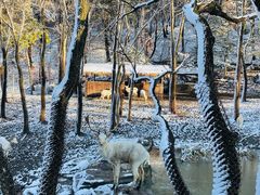 -沈阳森林动物园