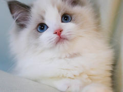 -lincat·猫舍(广州店)