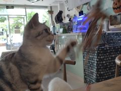 -平行世界·猫咖(首经贸店)
