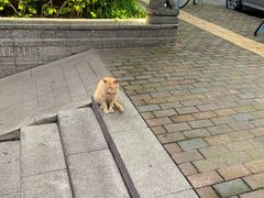 -川道拐耗儿鱼(旗舰店)