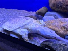 -上海海洋水族馆