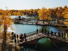 -金塔沙漠胡杨林景区