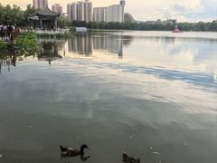 -莲花池公园