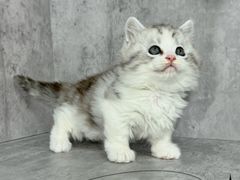 -小猫来了·猫舍(红山六九七九店)