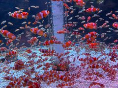 -海合安成都极地海洋公园