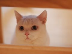 -Let's go狗咖·猫咖·奶狗·桌游(春熙路IFS店)