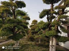 -武汉紫薇都市田园