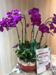 点击看大图 -曼都发型