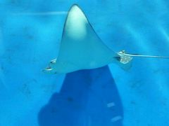 -北戴河圣蓝海洋公园