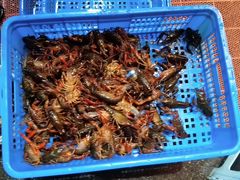 -杨氏青龙虾·羊蝎子(托乐嘉店)