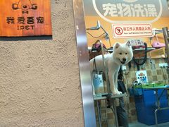 -我爱吾宠宠物美容院(朝阳路店)
