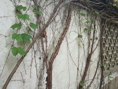 -上海植物园·停车场