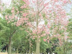 -风云岭森林公园